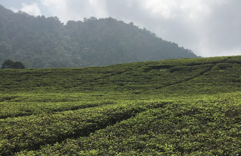 Jakarta's Orogeny: Inhabiting Java's Volcanic - Harvard Graduate School ...