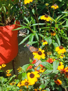 A photograph of a butterfly perched on a yellow flower near an orange grow bag.